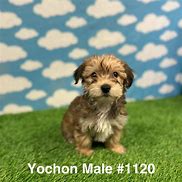 Image result for Yochon Puppies