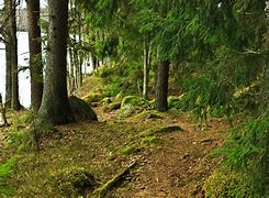 Image result for Swedish Forest