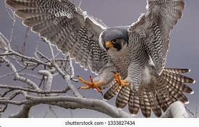 Image result for Falcon Talons Weapon