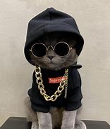 Image result for Drip Small Cat