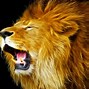 Image result for Big Lion Roaring