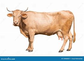 Image result for Brown Cow White Background