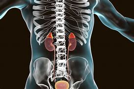 Image result for Where Are Adrenal Glands