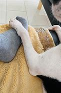 Image result for Foot of Dog