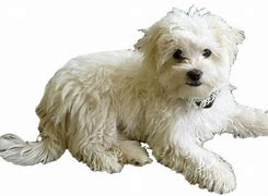 Image result for Maltese Clip Art