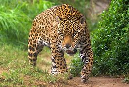 Image result for Amazonian Jaguar