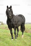 Image result for Black Welsh Cob