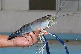 Image result for Prawn Water