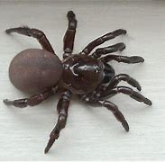 Image result for Trap Door Spider New England