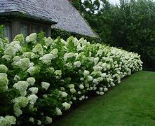 Image result for Limelight Hydrangea in the Landscape