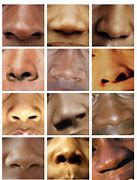 Image result for African American Nose vs African Nose