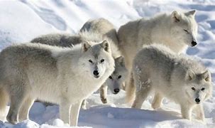 Image result for Arctic Wolf Size