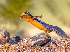 Image result for Alpine Newt