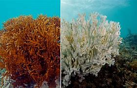 Image result for Global Warming Coral Bleaching