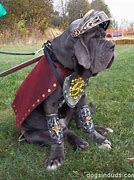 Image result for Gladiator Dog