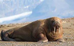 Image result for Fattest Walrus