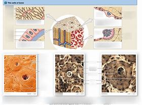 Image result for Layers of Bone Cells Simple