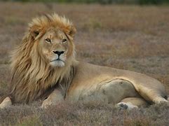 Image result for Pictures of African Male Lions