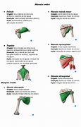 Image result for Musculos Do Ombro