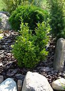 Image result for How to Grow Buxus Plants