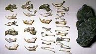 Image result for Rodent Bones