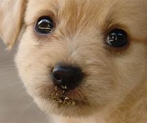 Image result for Adorable Puppy Dog Eyes