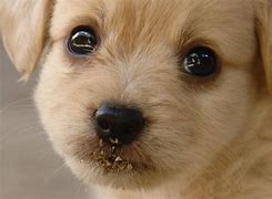 Image result for Puppy Eyes Breed