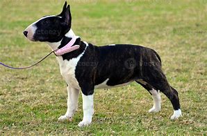 Image result for Bull Terrier Babies