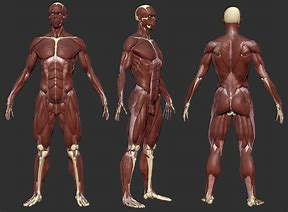 Image result for Muscle Refrences