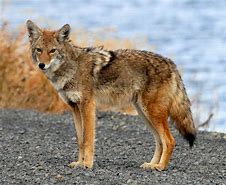 Image result for Coyote Harey