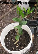 Image result for Kumquat Fruit Tree Fertilizer