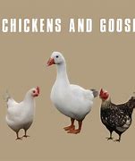 Image result for Hen and Goose