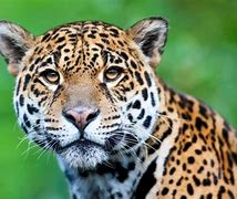 Image result for Jaguar Panthera