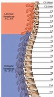 Image result for View of Spinal Column