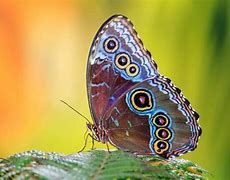 Image result for Butterfly Kids