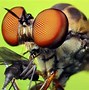 Image result for Bugs and Spiders