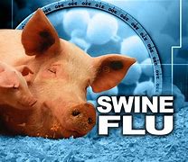 Image result for Swine Flu Infections