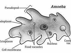 Image result for Amoeba Cell Structure