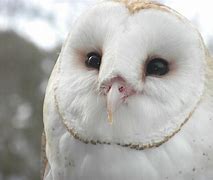 Image result for Pure White Owl