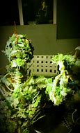 Image result for Moss-Covered Skeleton