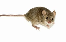 Image result for Ratones