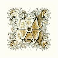 Image result for Fractal Art Nature