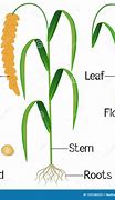 Image result for Millet Plant