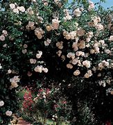 Image result for New Dawn Climbing Rose