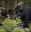 Image result for Black Bear Head