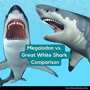 Image result for Megalodon Shark