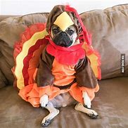 Image result for Thanksgiving Pug