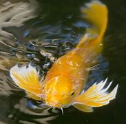 Image result for Foto Pasangan Ikan Koi