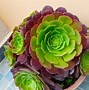 Image result for Black Rose Succulent