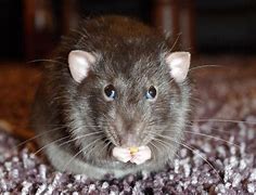 Image result for Rat Free